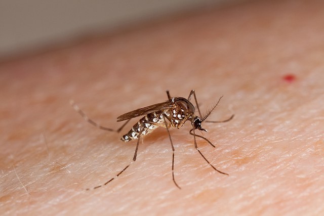 Conheça os sintomas do zika vírus e cuidados durante a gestação Realidade Capixaba